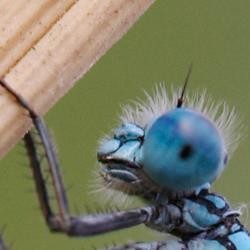 apertureruido1.jpg