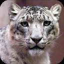 Snow_Leopard_face_shot_Photo.png