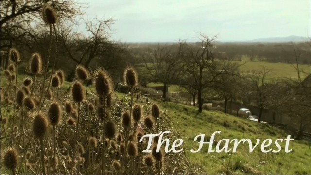 the-harvest-1.JPG