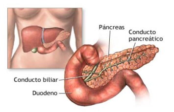 Jobs_pancreas.jpg