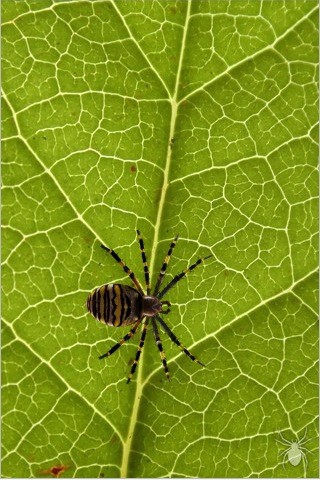 Spider-screen.JPG