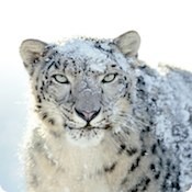apple-snow-leopard-wallpapers-outed-241.jpg
