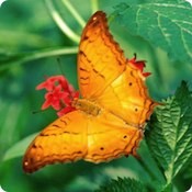 orange-butterfly.jpg