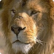 lion_6.jpg