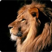 African-Male-Lion,-Kenya.jpg
